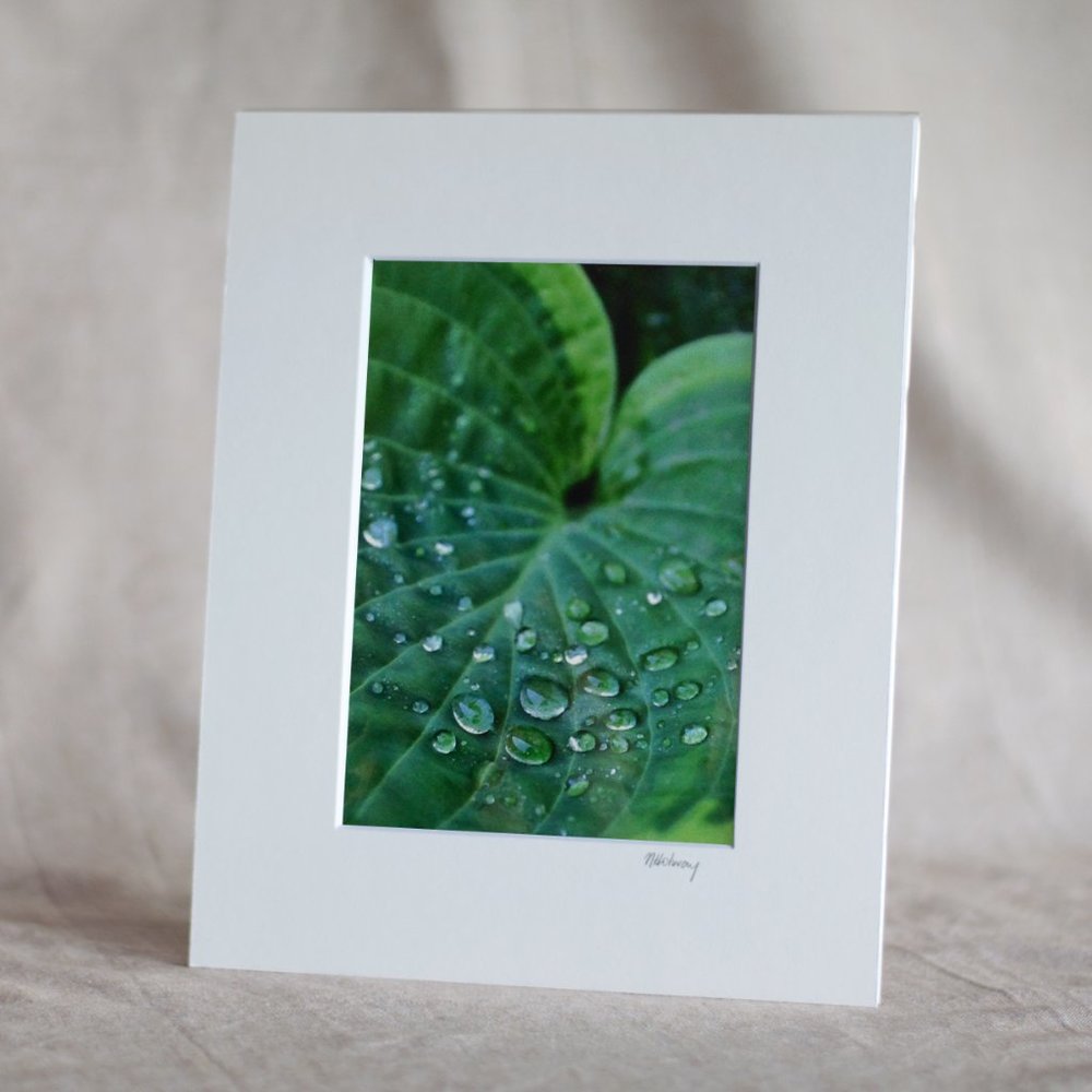 "Hosta Leaf" 5x7 Photography Print